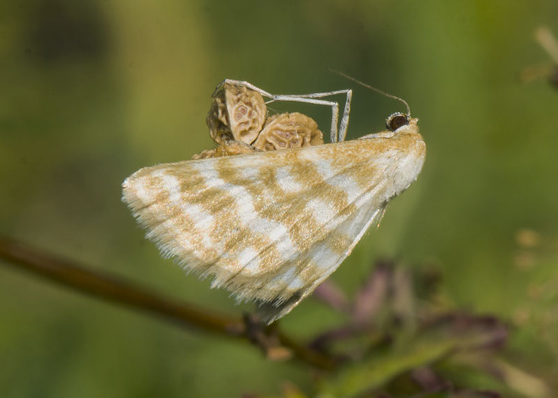 Idaea sericeata, Geometridae